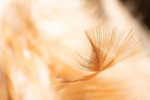 The chicken feathers are tied into a wooden feather for cleaning. Beautiful abstract feathers and soft yellow feather texture. photo