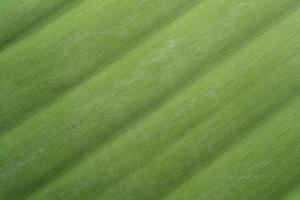 hojas de banana. fondo de textura de hoja verde fresca retroiluminada. foto