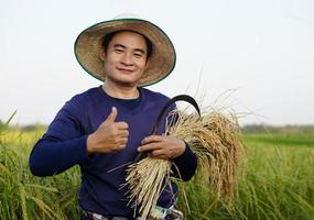 apuesto agricultor asiático usa sombrero, sostiene hoz y plantas de arroz cosechadas en el campo de arroz. Pulgares hacia arriba. concepto, ocupación agrícola. agricultor con arroz orgánico. foto