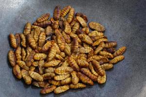 Primer plano de gusanos de seda fritos en la sartén. concepto, comida extraña. comer insectos. protina alta. comida callejera tradicional tailandesa en tailandia. gusanos comestibles. foto