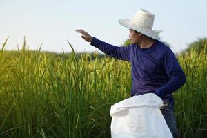 un agricultor asiático está en un campo de arroz, usa sombrero, sostiene un saco blanco de fertilizante orgánico para sembrar en las plantas de arroz. concepto, agricultor satisfecho con el producto para cultivos agrícolas. foto