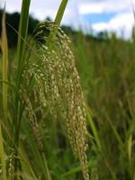 Close up ear of rice, plant and seeds, rice paddy, selective focus with blur background photo