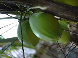 vista de ángulo bajo de cocos verdes con racimos en el árbol, palmera de coco en el fondo del cielo foto