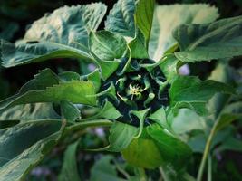 Close up details of young fresh green sunflower. Green sunflowers natural background. Newborn plants not yet bloomed in field photo