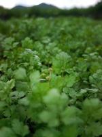 Green Coriander field background. Close up fresh growing coriander cilantro leaves in vegetable plot. photo