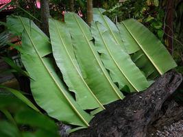 Row of Cut Green Banana leaves lay orderly covered on the ground, local nature process photo