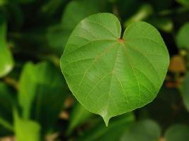 Close up Green Leaves Beauty Natural Round Shape and Form, Nature Background Wallpaper photo