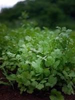 Green Coriander field background. Close up fresh growing coriander cilantro leaves in vegetable plot photo