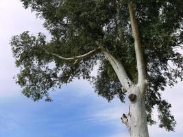 Low angle shot, Upwards view, Look up of Green Leaves and Tree Branches, White color Trunk, against clear bright  Blue sky with Copy space photo