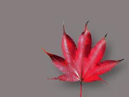 aislado de una sola hoja de arce roja vibrante, color de otoño, hojas caídas, recorte, hoja seca, transparente, elemento, objeto, recurso gráfico foto