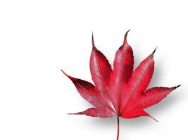 Isolated of A single vibrant Red Maple Leaf, Color of Autumn, Fallen Leaves, cutout, dry leaf, transparent, element, object, graphic resource photo