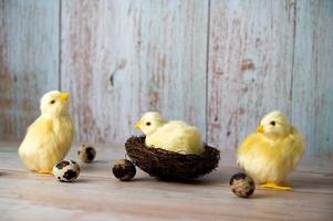 Easter greeting card with yellow chicken surrounded with quail eggs. Banner with place for text photo