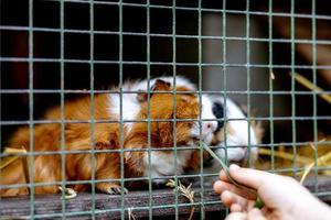 Cute guinea pigs on animal farm in hutch. Guinea pig in cage on natural eco farm. Animal livestock and ecological farming. Child feeding a pet through the gap in the cage. photo