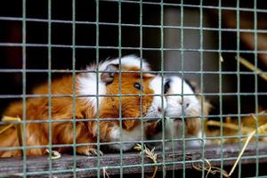 Cute guinea pigs on animal farm in hutch. Guinea pig in cage on natural eco farm. Animal livestock and ecological farming. photo
