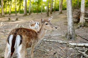 hermoso, joven ciervo caminando en el bosque. animal salvaje. escena de la vida silvestre de la naturaleza. vista de cerca foto