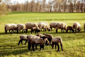 Flock of sheep on field. Sheep and lamb on the meadow eating grass in the herd. Farming outdoor. Beautiful landscape. Animals of farm. Sunny evening, amazing weather. photo