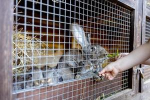 Cute rabbits on animal farm in rabbit-hutch. Bunny in cage on natural eco farm. Animal livestock and ecological farming. Child feeding a pet rabbit through the gap in the cage. photo