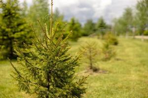 Fir trees in row in the park, spring or summer time. Coniferous trees. Small green seedlings of coniferous trees. Green growing spruce firtree. Sprout, new life. Beauty of nature, sunny weather. photo