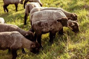 Flock of sheep on field. Sheep and lamb on the meadow eating grass in the herd. Farming outdoor. Beautiful landscape. Animals of farm. Sunny evening, amazing weather. photo