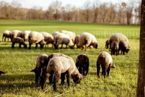 Flock of sheep on field. Sheep and lamb on the meadow eating grass in the herd. Farming outdoor. Beautiful landscape. Animals of farm. Sunny evening, amazing weather. photo