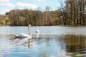 dos cisnes blancos en la naturaleza. unos hermosos cisnes nadando en el lago. agua azul, clima soleado, belleza de la naturaleza. cygnus olor. vista de primer plano foto