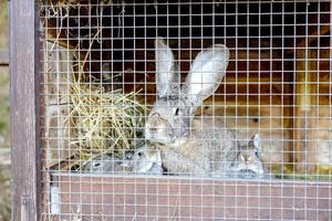 Cute rabbits on animal farm in rabbit-hutch. Bunny in cage on natural eco farm. Animal livestock and ecological farming. photo