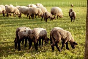 Flock of sheep on field. Sheep and lamb on the meadow eating grass in the herd. Farming outdoor. Beautiful landscape. Animals of farm. Sunny evening, amazing weather. photo