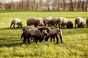 Flock of sheep on field. Sheep and lamb on the meadow eating grass in the herd. Farming outdoor. Beautiful landscape. Animals of farm. Sunny evening, amazing weather.