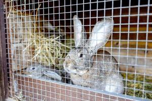 Cute rabbits on animal farm in rabbit-hutch. Bunny in cage on natural eco farm. Animal livestock and ecological farming. photo