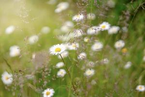 Field of camomiles. Camomile daisy flowers, sunny day. Summer daisies. Beautiful nature scene with blooming medical chamomilles. Alternative medicine. Spring flower background. Beautiful meadow.