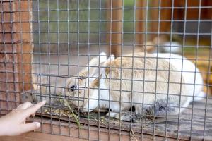 Cute rabbits on animal farm in rabbit-hutch. Bunny in cage on natural eco farm. Animal livestock and ecological farming. Child feeding a pet rabbit through the gap in the cage. photo