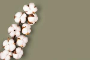 Branch of cotton flowers on green background flat lay, copy space photo