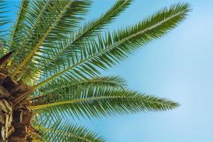 Palmera verde sobre fondo de cielo azul foto