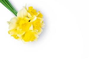 Bouquet of yellow daffodils, narcissus isolated on white background with copy space photo