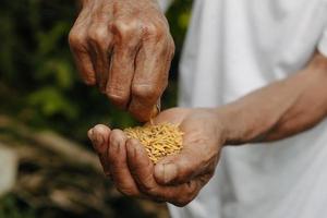 mano sujetando semillas, siembra, plántulas, agricultura. semilla de arroz foto