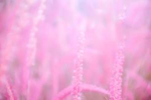 Blurred of Pink flower blossom on field.Beautiful growing and flowers on meadow on Soft focus pastel pink background photo