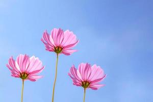 Low Angle View Of Pink cosmos Flowering Plants Against Blue Sky photo