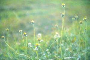 blurred ,wild flower fields.Beautiful growing and blooming in the morning photo