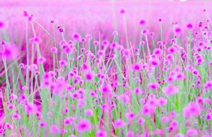 blurred,Pink wild flower fields.Beautiful growing and blooming in the morning,selective focus photo