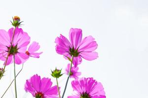 Pink cosmos flower beautiful blooming isolated on white background,copy space photo