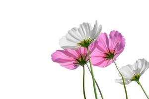 Pink cosmos flower on white background photo