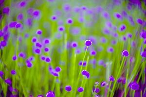 blurred,Purple flower blossom on field. Beautiful growing and flowers on meadow blooming in nature photo