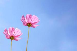 Low Angle View Of Pink cosmos Flowering Plants Against Blue Sky photo