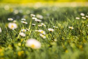 Beautiful field of daisy flowers in spring. Blurred abstract summer meadow with bright blossoms. Bright artistic nature field, beautiful summer mood, natural flowers, sun rays. Inspirational nature photo