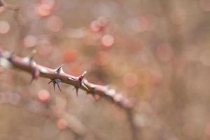 Part of the stem roses with thorns isolated on blurred background photo