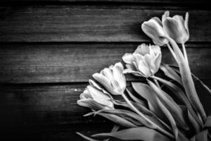 Beautiful dramatic monochrome blooming parrot tulip against on dark wooden background. photo