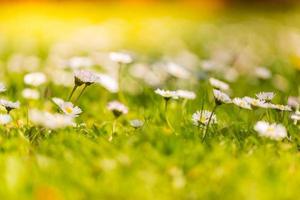 Beautiful field of daisy flowers in spring. Blurred abstract summer meadow with bright blossoms. Bright artistic nature field, beautiful summer mood, natural flowers, sun rays. Inspirational nature photo