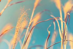 Selective soft focus of beach dry grass, reeds, stalks blowing in the wind at golden sunset light, horizontal, blurred sea on background, copy space Nature, summer, grass concept photo