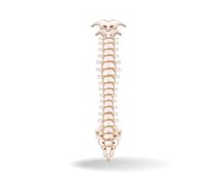 Concept flat 3d isometric illustration of spinal cord anatomy vector