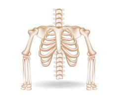 Concept flat 3d isometric illustration of anatomical cut of rib cage vector